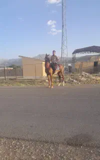 اسب