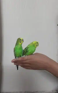 مرغ عشق