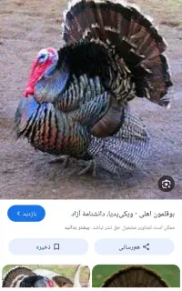 یک عدد بوقلمون نر و یک ماده