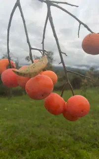 فروش خرمالو