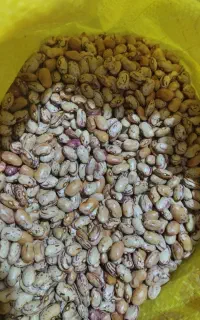 بذر لوبیا چیتی