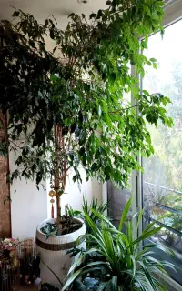 درخت بنجامین