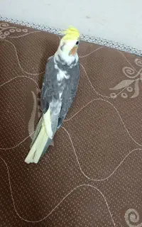 عروس هلندی گمشده