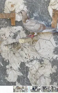 جوجه هفرنگ زرد و بدرنگ