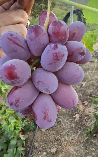 یاقوتی با کیفیت درجه یک