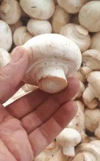 آموزش و مشاور پرورش قارچ خانگی و صنعتی