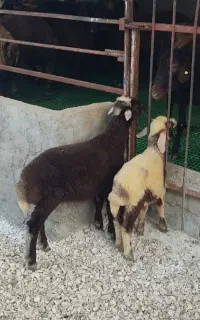 دو راس بره نر و ماده افشار خوشخوراک