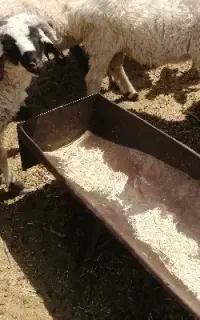 بره آماده پروار