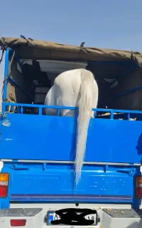 اسب کش(اسبکش)