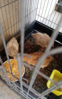 جوجه فروشی