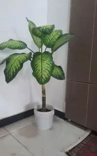 تعدادی گل