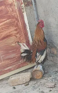 مرغ خروس  محلی