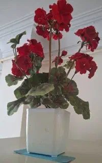 میوه خوری و گل مصنوعی