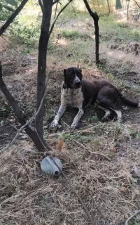 سگ نگهبان