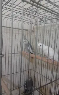 پرنده