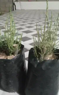 نهال گز دونه ۳۰