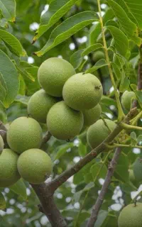 فروش نهال گردو پیوندی