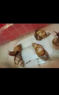 حلزون های مولد اچاتینا شغل دوم