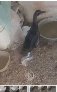اردک