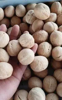 گردو پوست کاغذی و تخمه کدو خورموج