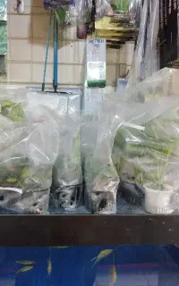 فروش گیاه طبیعی آکواریوم