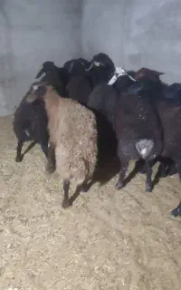 بره نر چاق پروارشده