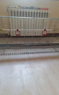 قفس مرغ وبلدرچین