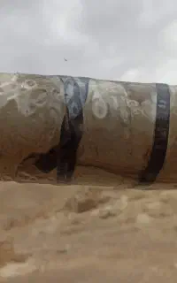 گوسفند
