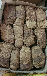 تنباکو