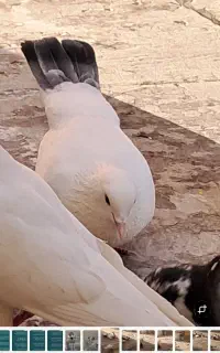 کفتر