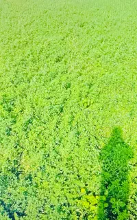 یونجه تمیز بدون علف هرز لب جاده اصلی