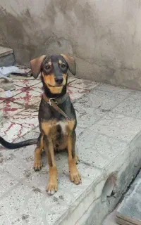 سگ دوبرمن