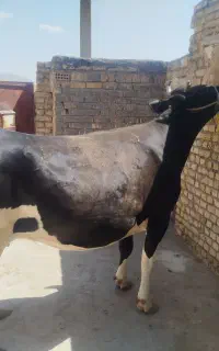 گوساله (نوکل)