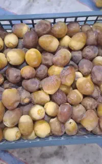 رطب نخل برحی