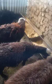 بره نر