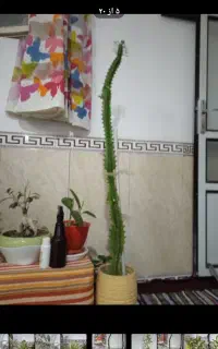 گل های آپارتمانی