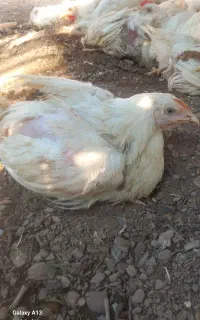 جوجه۹۰روزه