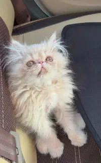 گربه ی کاراملی