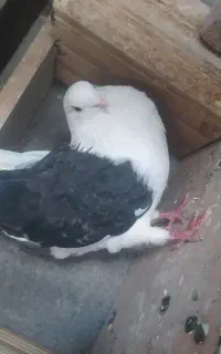 کبوتر پشتدار