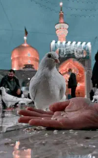 کاروان‌مشهد‌‌‌3.500