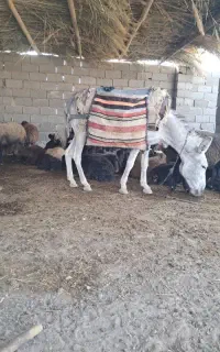 سگ خر