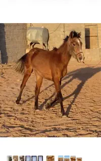 کره اسب نریان آنگولا عرب
