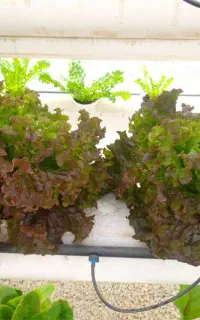 برطرف کردن مشکلات گلخانه ای