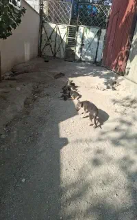 ۴ عدد سگ جرمن شپرد نژاد دار حدود ۲ ماهه