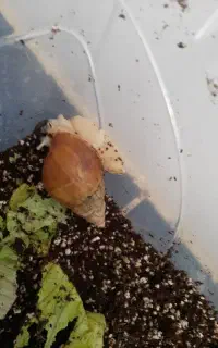 پرورش و فروش حلزون در خرمشهر