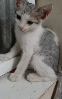 بچه گربه ۳ماهه