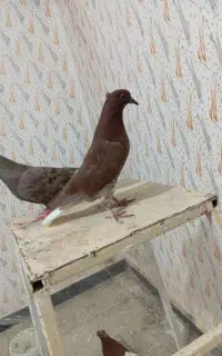 کبوتر سرخ دم سفید