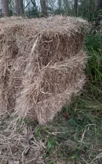 سرچینا کاه کلوش