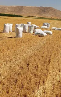 کاه گندم