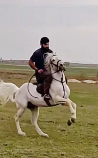 اسب کرد